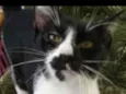 Gatinhos cont. Whats