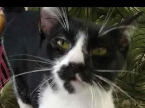 Gato ra a Srd idade 2 a 6 meses nome Gatinhos cont. Whats