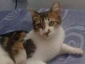 Gato raça Srd idade 2 a 6 meses nome Gatinhos cont. Whats