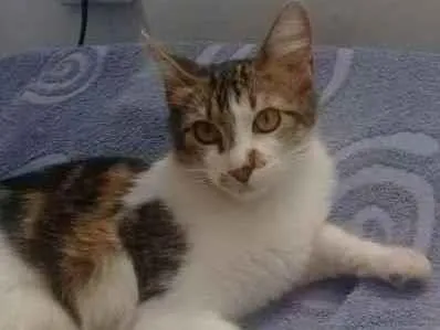 Gato ra a Srd idade 2 a 6 meses nome Gatinhos cont. Whats