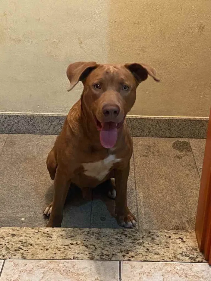 Cachorro raça Pit bull idade 2 a 6 meses nome Scooby