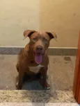 Scooby
