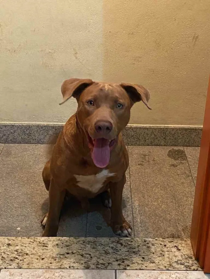 Cachorro raça Pit bull idade 2 a 6 meses nome Scooby