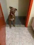 Scooby