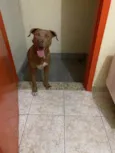 Scooby