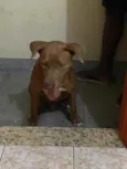 Scooby