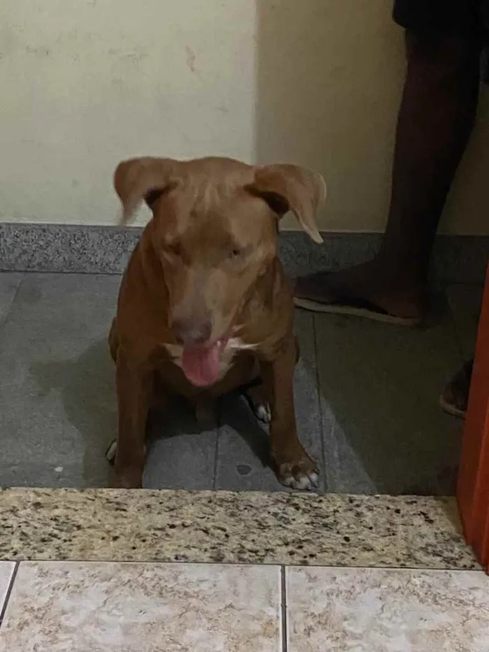 Cachorro raça Pit bull idade 2 a 6 meses nome Scooby