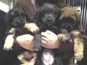 Cachorro raça indefinida  idade Abaixo de 2 meses nome sem nome