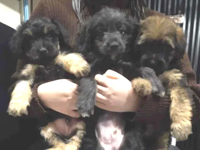 Cachorro ra a indefinida  idade Abaixo de 2 meses nome sem nome