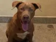 Scooby