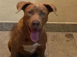 Cachorro raça Pit bull idade 2 a 6 meses nome Scooby