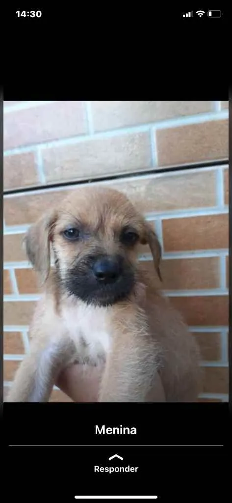 Cachorro raça Srd idade Abaixo de 2 meses nome Irmãos príncipes 