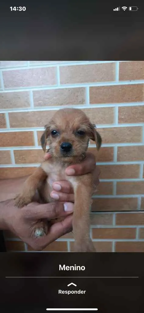 Cachorro raça Srd idade Abaixo de 2 meses nome Irmãos príncipes 