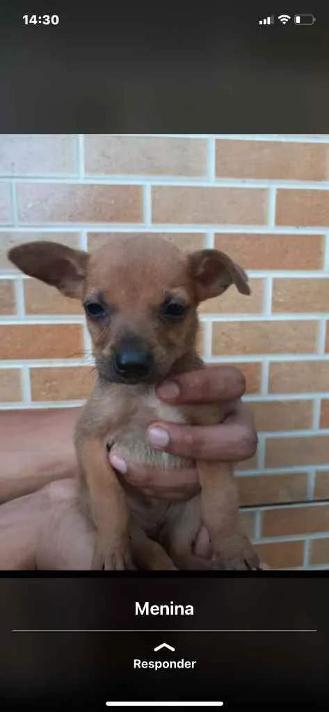 Cachorro raça Srd idade Abaixo de 2 meses nome Irmãos príncipes 