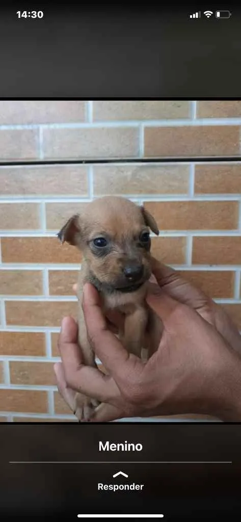 Cachorro raça Srd idade Abaixo de 2 meses nome Irmãos príncipes 