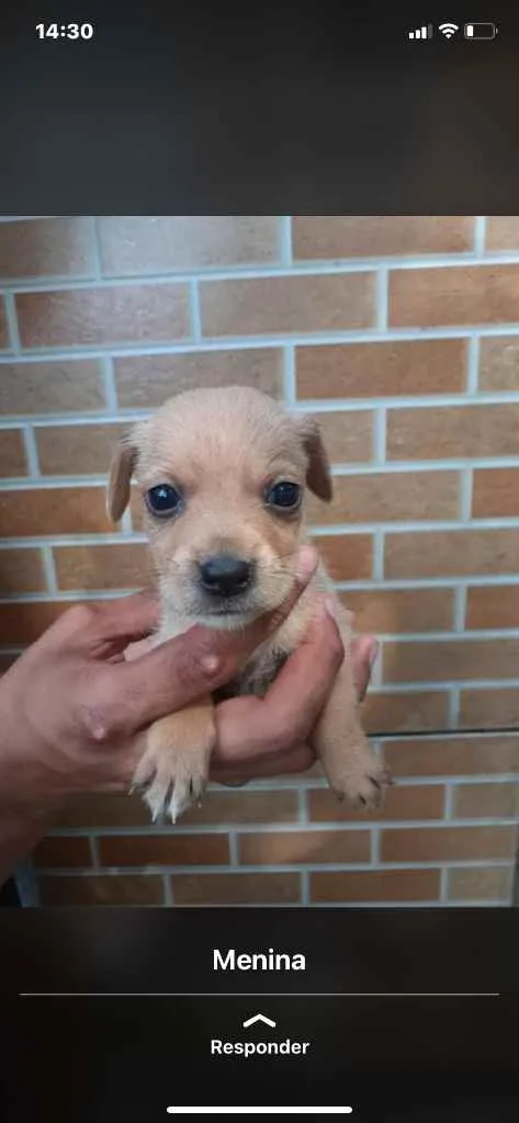 Cachorro raça Srd idade Abaixo de 2 meses nome Irmãos príncipes 