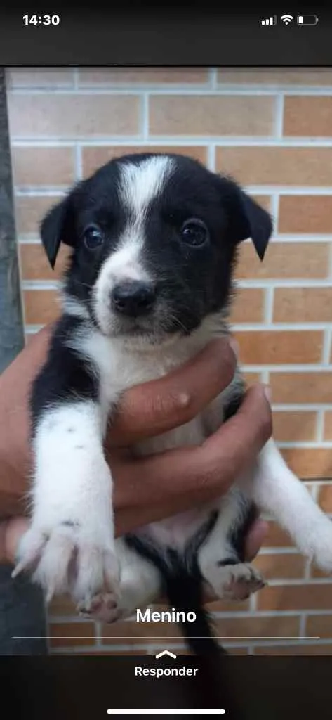 Cachorro raça Srd idade Abaixo de 2 meses nome Irmãos príncipes 