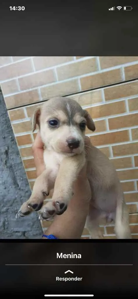 Cachorro raça Srd idade Abaixo de 2 meses nome Irmãos príncipes 
