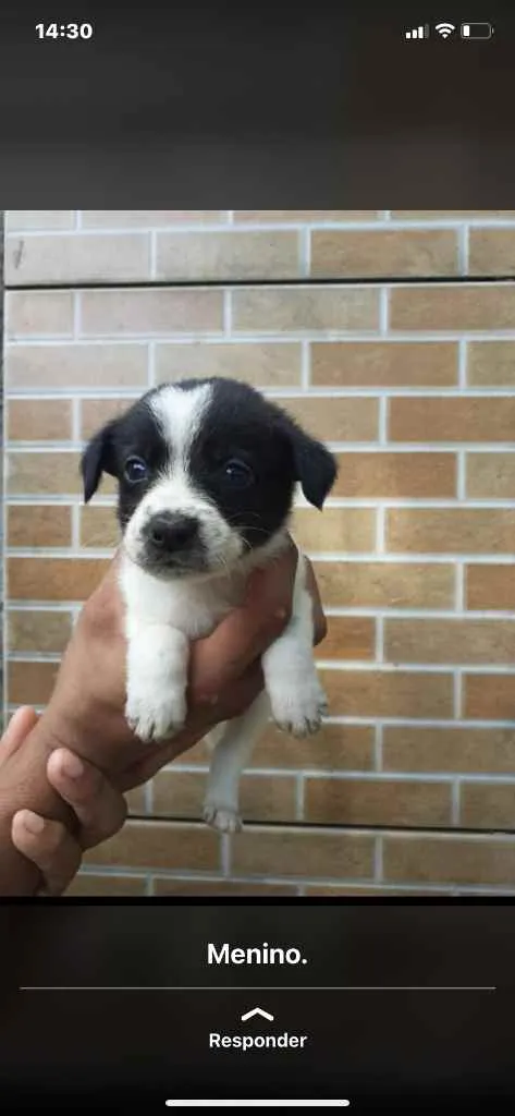 Cachorro raça Srd idade Abaixo de 2 meses nome Irmãos príncipes 