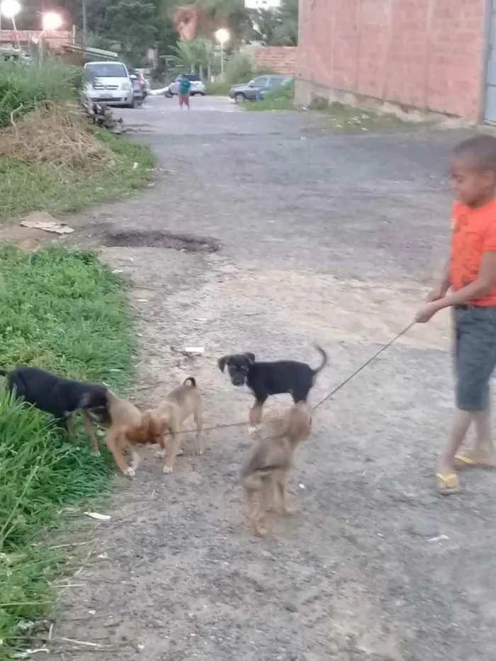 Cachorro raça Srd idade Abaixo de 2 meses nome Irmãos príncipes 