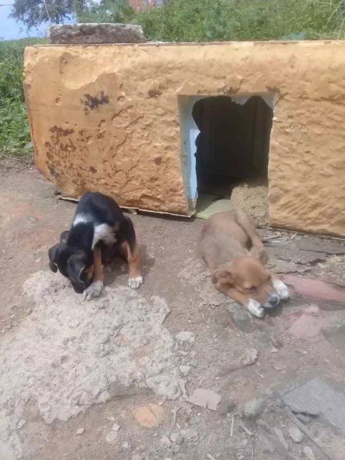 Cachorro raça Srd idade Abaixo de 2 meses nome Irmãos príncipes 