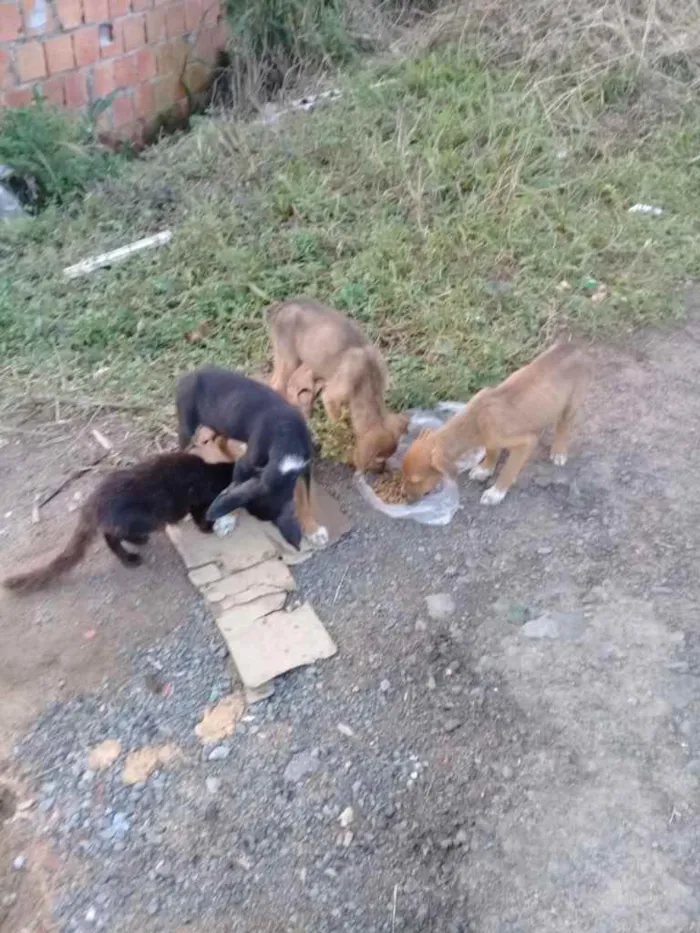 Cachorro raça Srd idade Abaixo de 2 meses nome Irmãos príncipes 