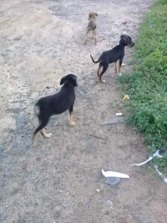 Cachorro raça Srd idade Abaixo de 2 meses nome Irmãos príncipes 