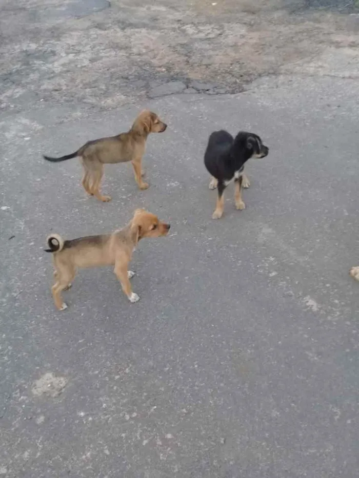 Cachorro raça Srd idade Abaixo de 2 meses nome Irmãos príncipes 