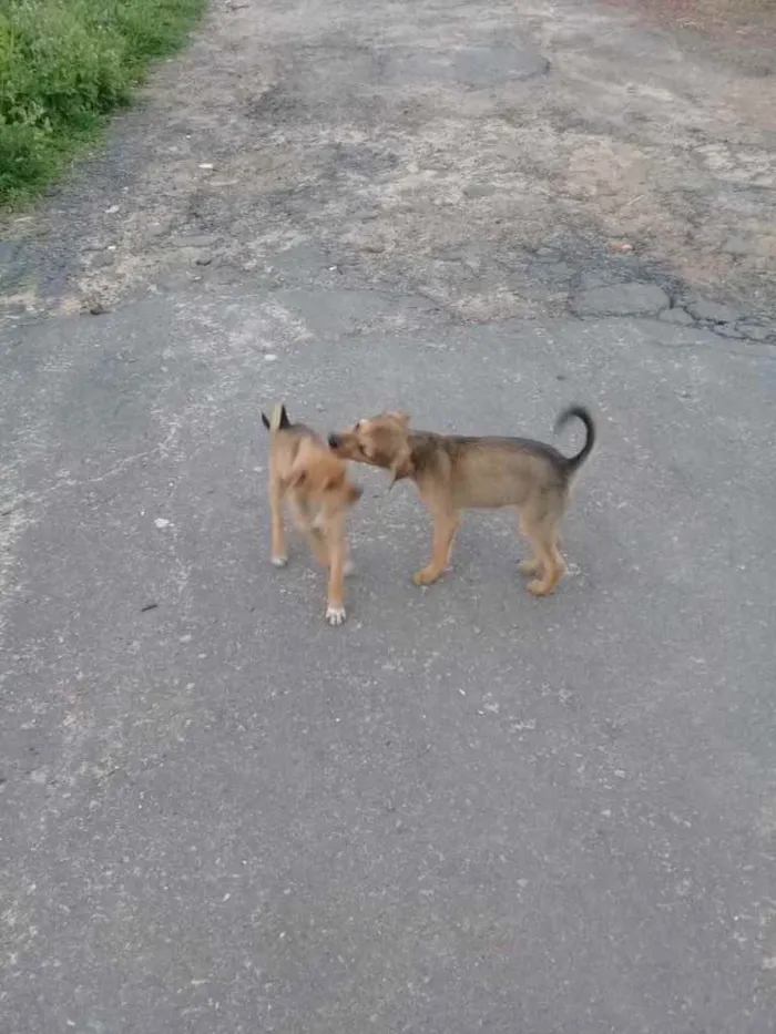 Cachorro raça Srd idade Abaixo de 2 meses nome Irmãos príncipes 