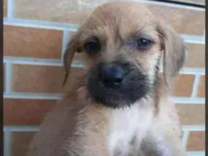Cachorro raça Srd idade Abaixo de 2 meses nome Irmãos príncipes 