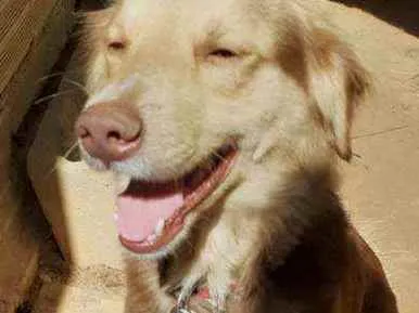 Cachorro raça Labrador  peludo idade 4 anos nome Lupper