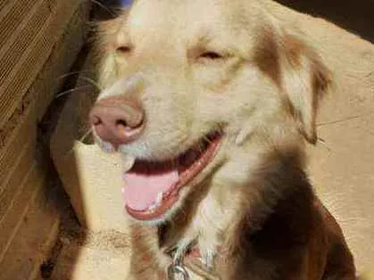 Cachorro ra a Labrador  peludo idade 4 anos nome Lupper