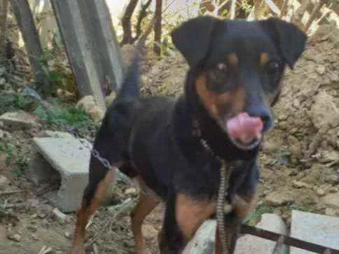 Cachorro ra a Manchester  idade 5 anos nome Lino