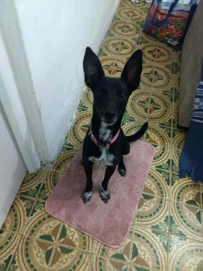 Cachorro ra a SRD idade 7 a 11 meses nome pink