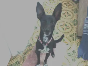 Cachorro raça SRD idade 7 a 11 meses nome pink