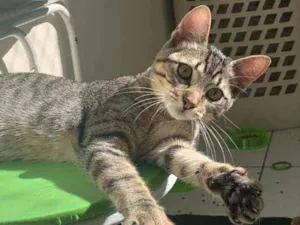 Gato raça SRD idade 2 a 6 meses nome Charlie