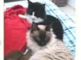 Fofolao e frajola