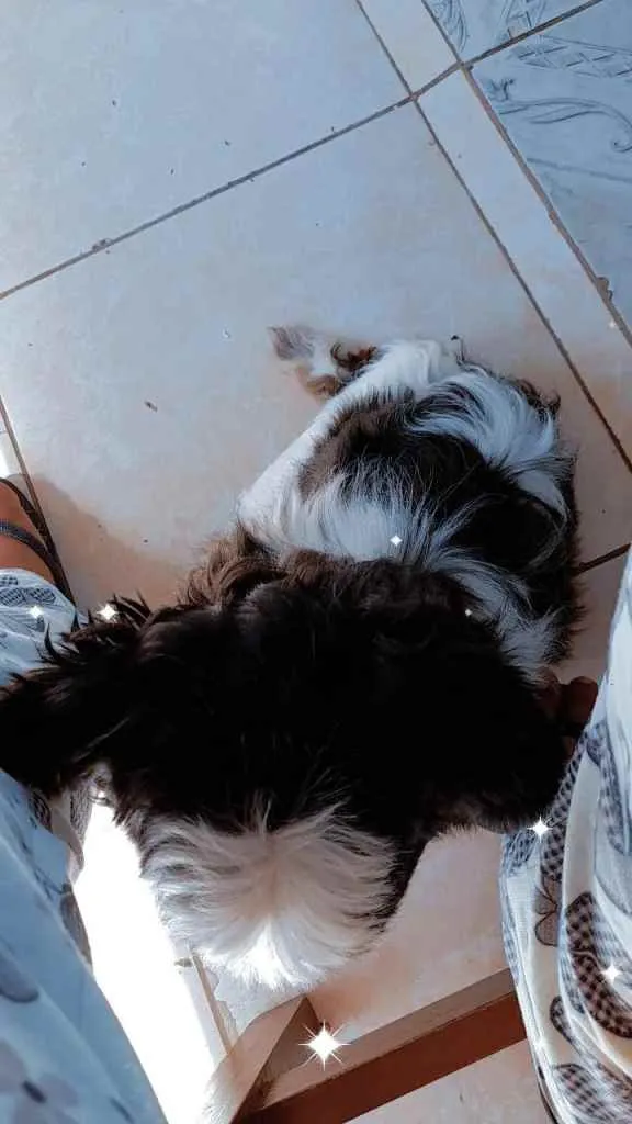 Cachorro raça Shi-tzu  idade 3 anos nome Nick