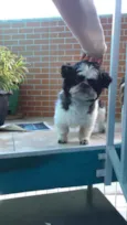 Cachorro raça Shi-tzu  idade 3 anos nome Nick
