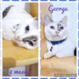 Gato raça SRD-ViraLata idade 7 a 11 meses nome George