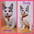 Gato raça srd idade 2 a 6 meses nome Sandy