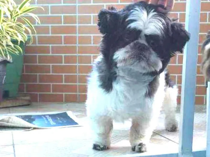 Cachorro raça Shi-tzu  idade 3 anos nome Nick