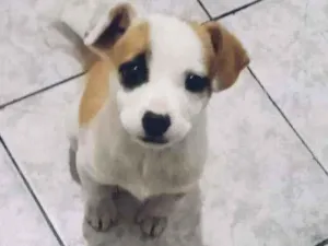 Cachorro raça SRD idade Abaixo de 2 meses nome Nina