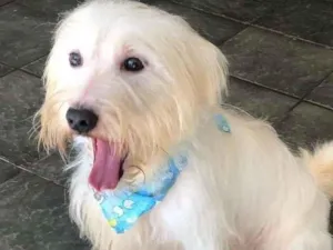 Cachorro raça mestiço Maltês idade 3 anos nome Cebola