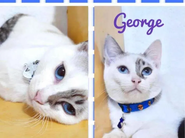 Gato raça SRD-ViraLata idade 7 a 11 meses nome George