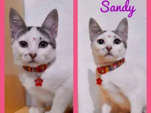 Gato raça srd idade 2 a 6 meses nome Sandy