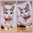 Gato raça SRD idade 1 ano nome PITANGA