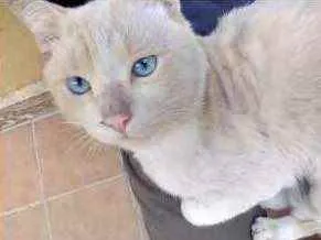 Gato raça Srd idade 1 ano nome Guapo um fofo 
