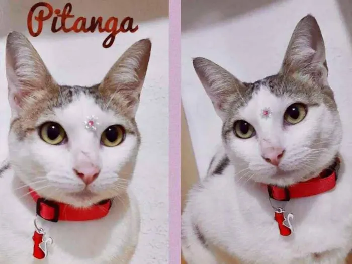 PITANGA