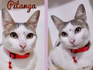 Gato raça SRD idade 1 ano nome PITANGA